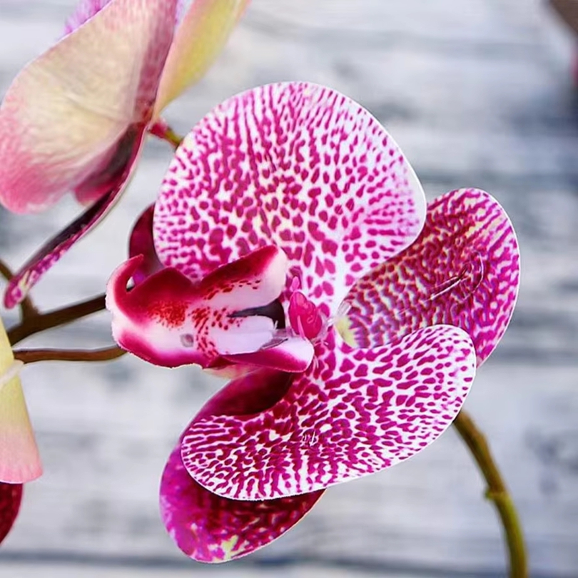 3D Artificial Flowers Plastic  - Orchid Phalaenopsis recensie en prijs