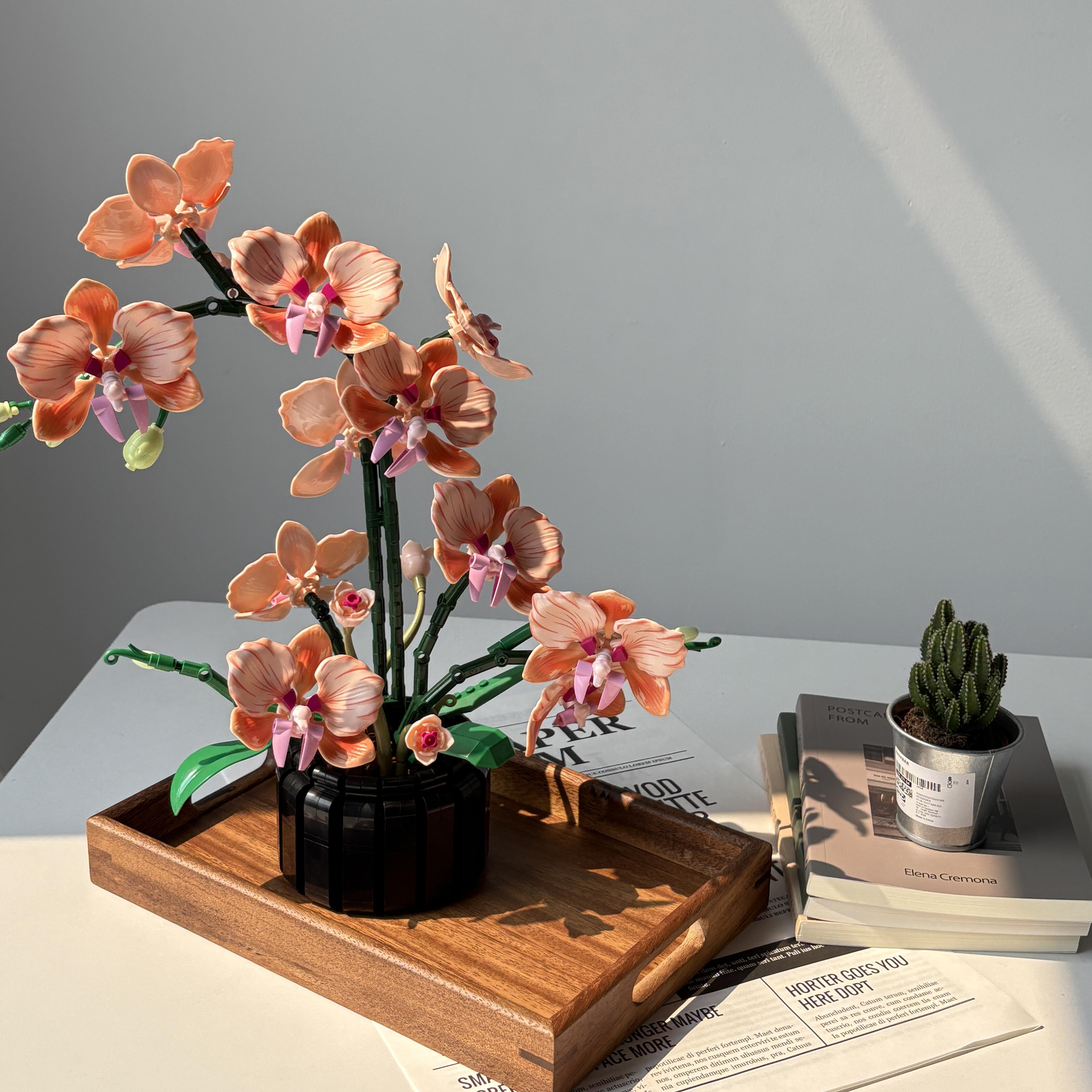 Orange Phalaenopsis Orchid Bui - Orchid Phalaenopsis recensie en prijs