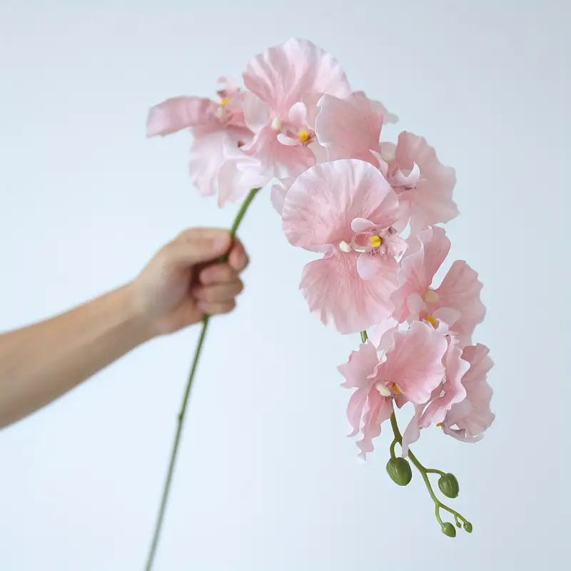Long Branch Butterfly Orchids  - Orchid Phalaenopsis recensie en prijs