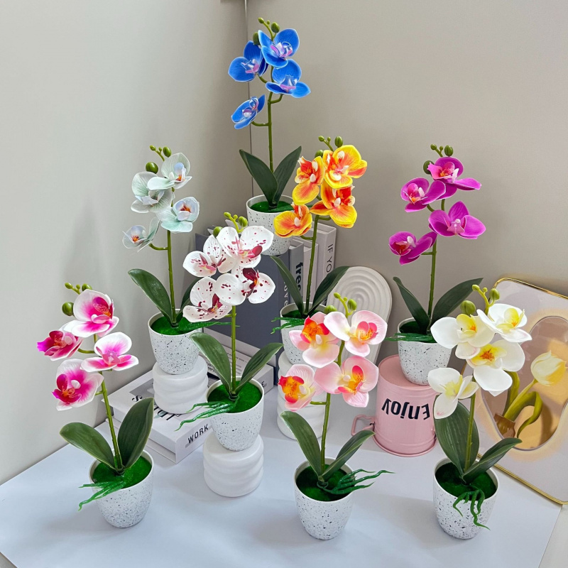 Butterfly Orchid 4-Flower Pott - Orchid Phalaenopsis recensie en prijs