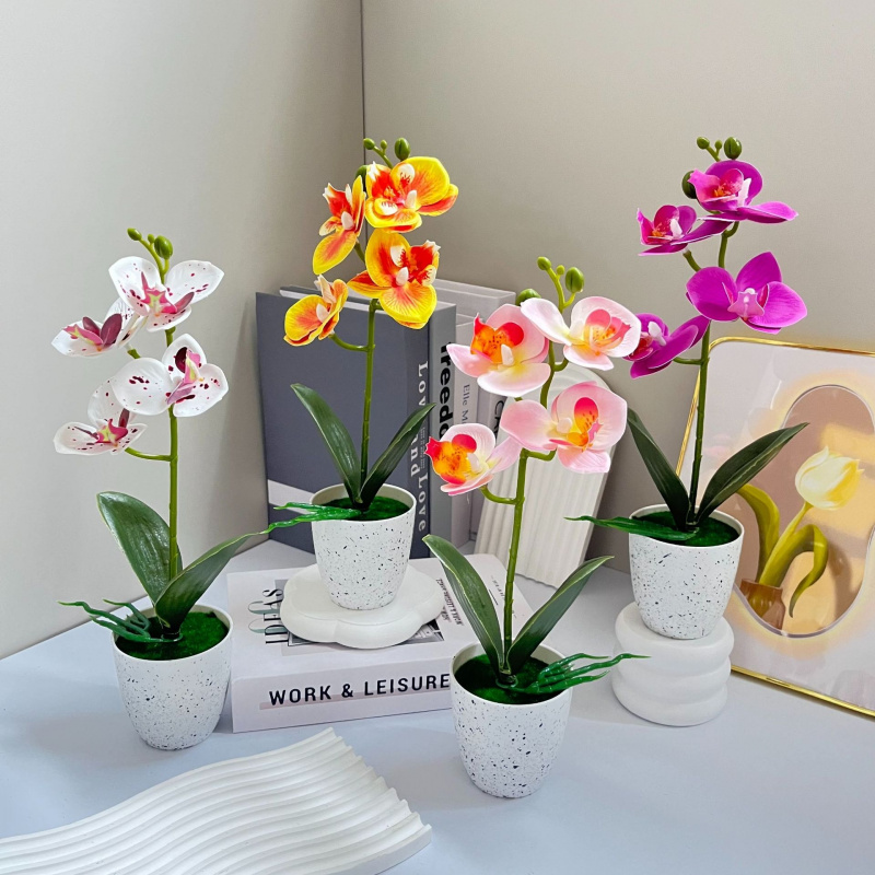 Butterfly Orchid 4-Flower Pott - Orchid Phalaenopsis recensie en prijs