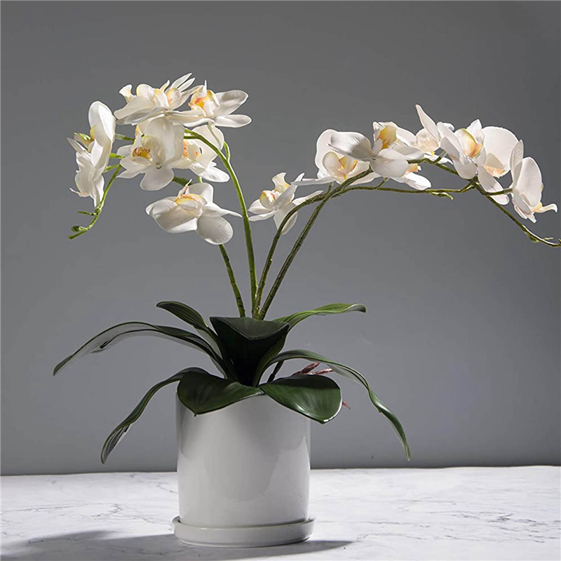 AB45 Phalaenopsis Orchids Leav - Orchid Phalaenopsis recensie en prijs