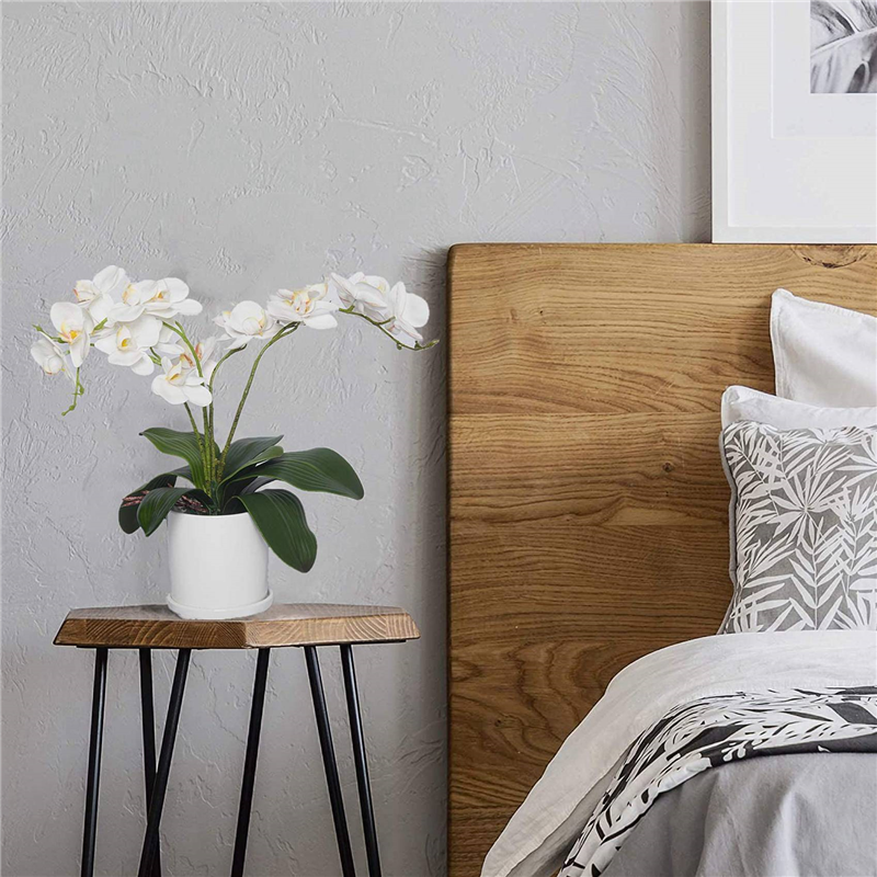 AB45 Phalaenopsis Orchids Leav - Orchid Phalaenopsis recensie en prijs