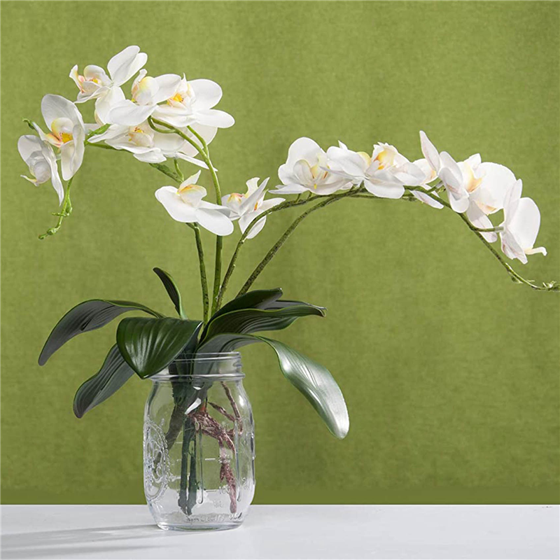 AB45 Phalaenopsis Orchids Leav - Orchid Phalaenopsis recensie en prijs
