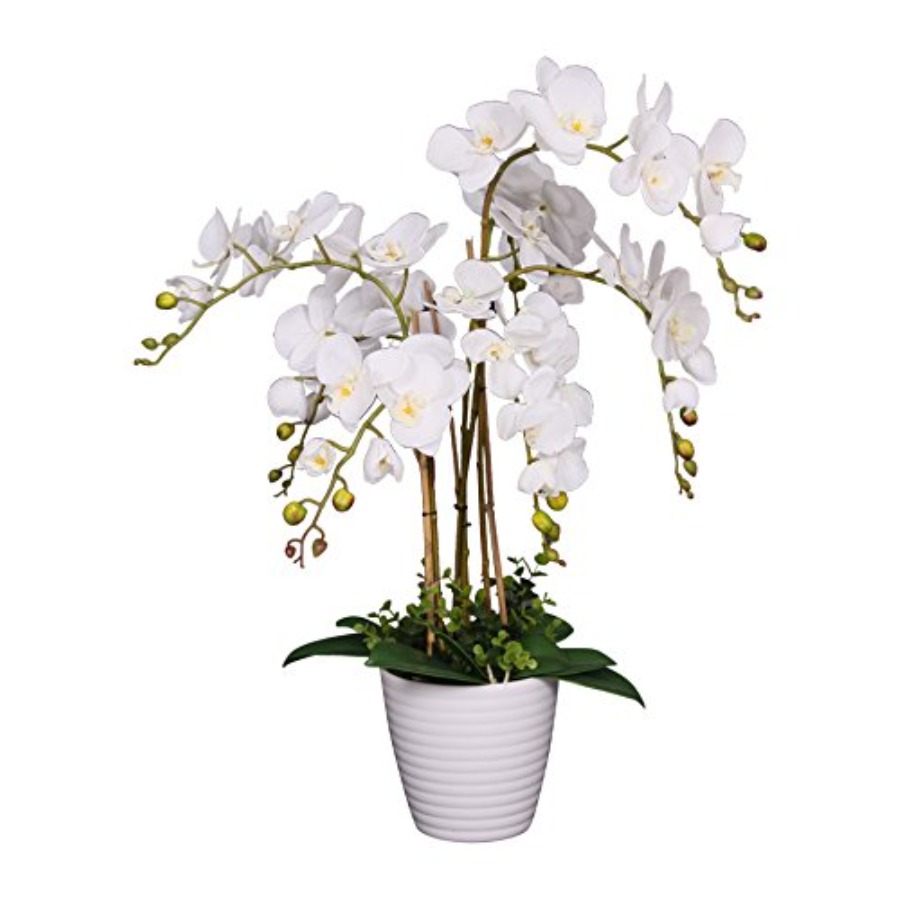 691322320985 Unique and Gorgeo - Orchid Phalaenopsis recensie en prijs