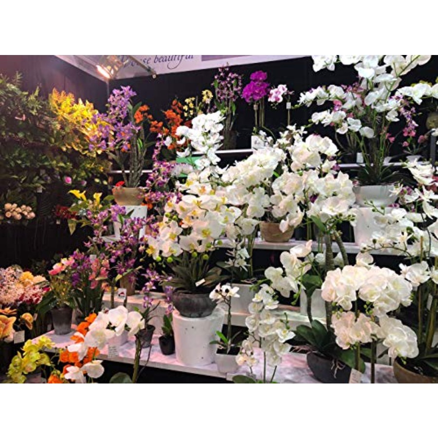 691322320985 Unique and Gorgeo - Orchid Phalaenopsis recensie en prijs