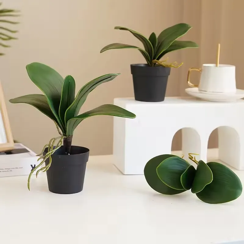 5 pieces of imitation orchid l - Orchid Phalaenopsis recensie en prijs