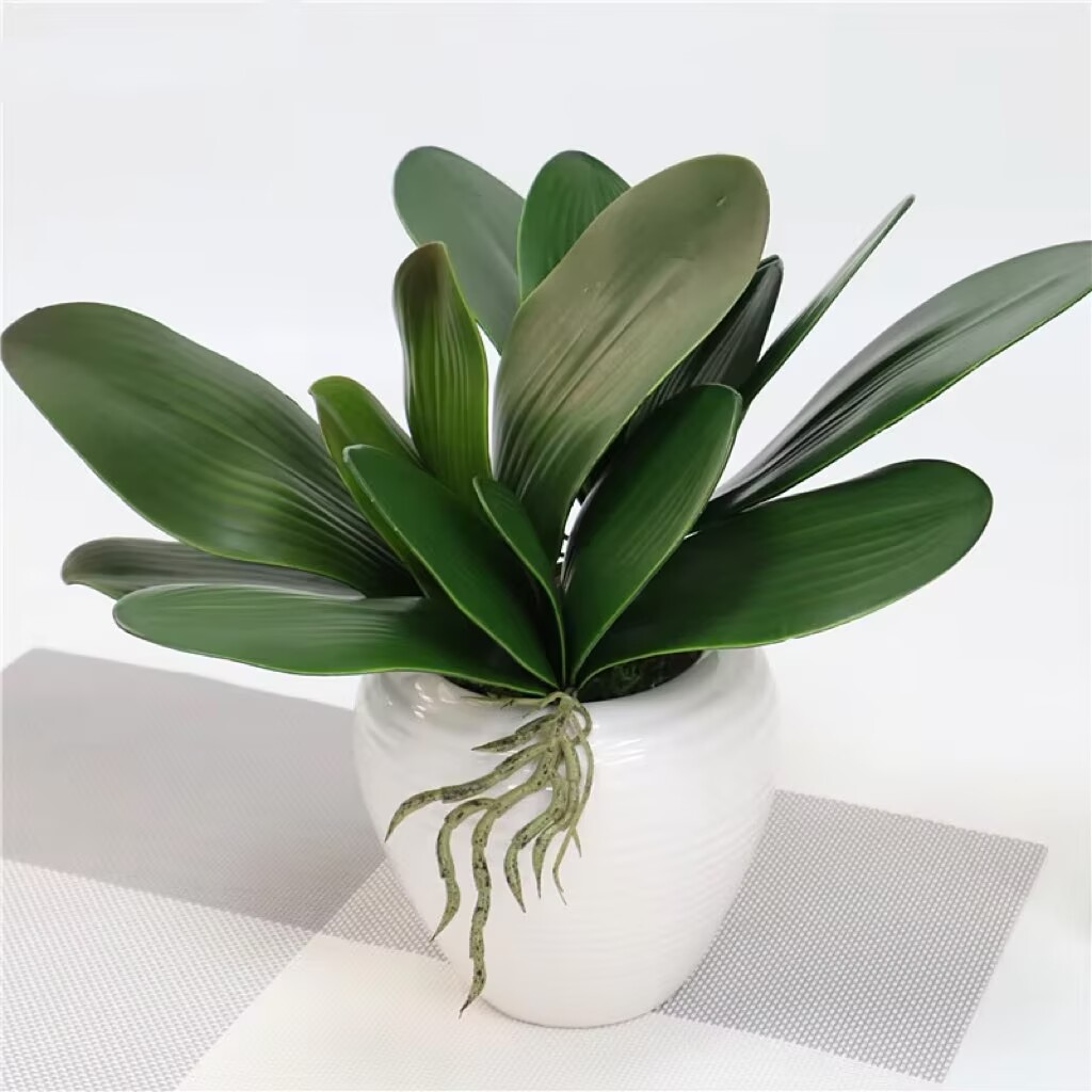 5 pieces of imitation orchid l - Orchid Phalaenopsis recensie en prijs
